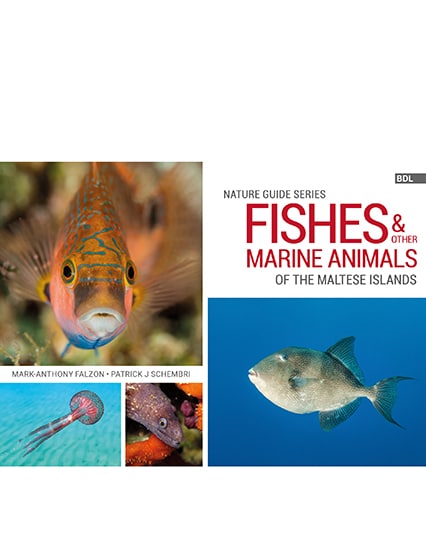 Fishes And Other Marine Animals by Mark Anthony Falzon, Patrick J. Schembri
