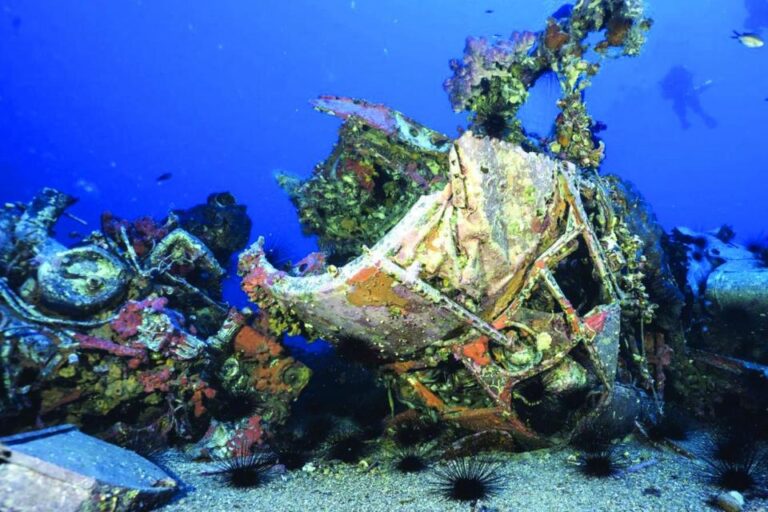 Rare marine life found to thrive around sunken wrecks around Malta
