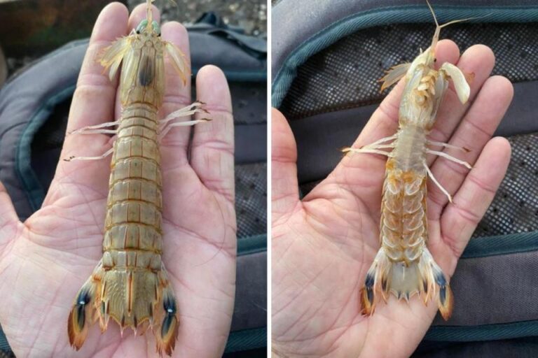 ‘Eat alien shrimp,’ says marine expert