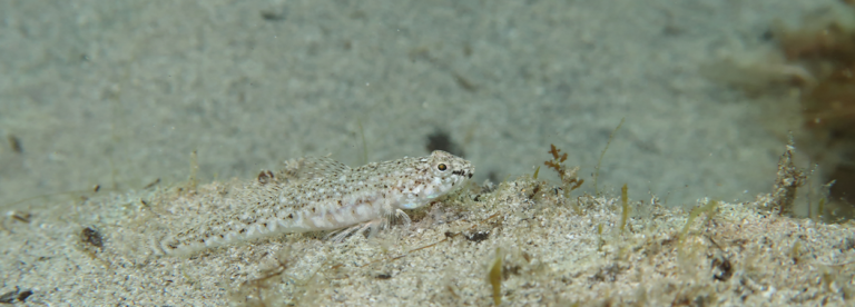New fish species discovered in Malta – The Marbled Goby