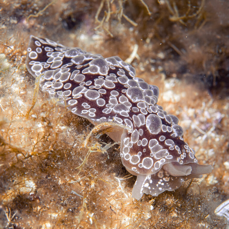 Berthella ocellata sea slug