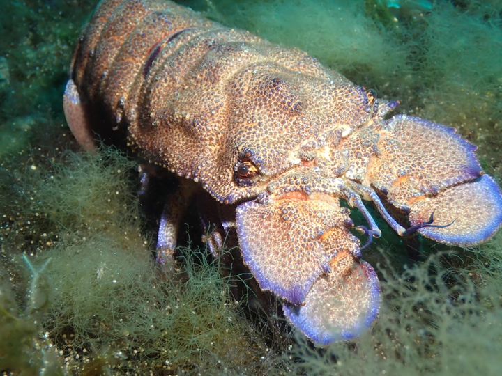 Mediterranean slipper lobster
