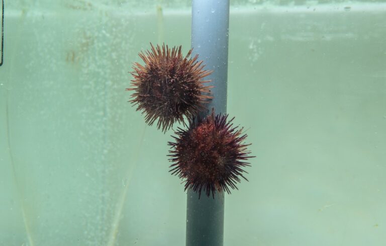 Sea Urchin harvesting moratorium – fines starting at €500!