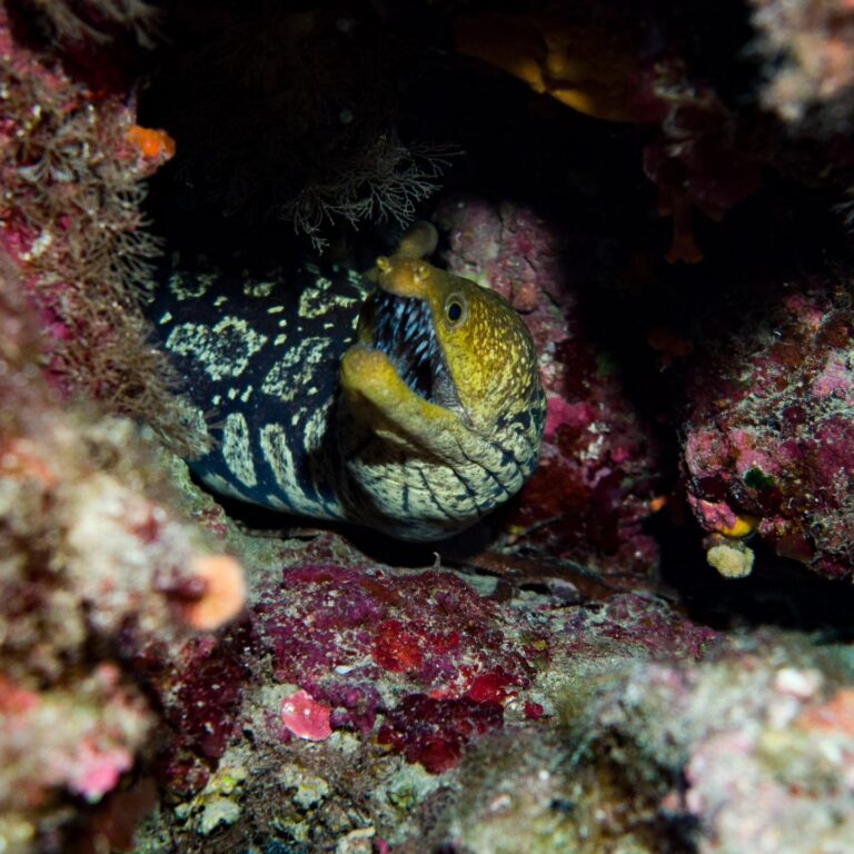 It’s not a scared Moray eel, but a Fangtooth Moray!