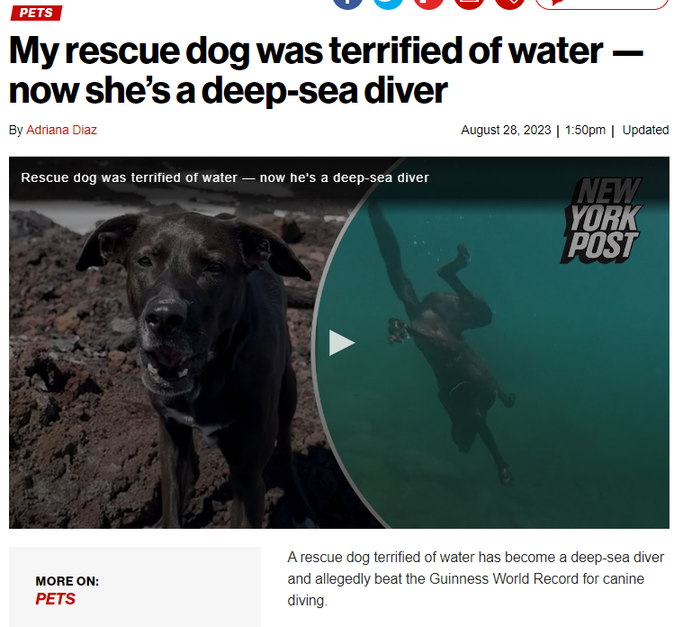 Local 4 legged diver makes it to the international news